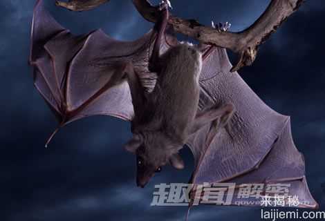 自然科学：蝙蝠体内为什么会有剧毒？631 / 作者:UFO来啦 / 帖子ID:65607