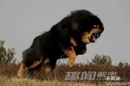 奇趣动物：盘点世界十大最凶猛的犬类164 / 作者:UFO来啦 / 帖子ID:63467