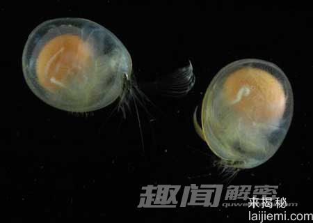 藏在深海里的罕见动物秘密生活861 / 作者:UFO来啦 / 帖子ID:65698
