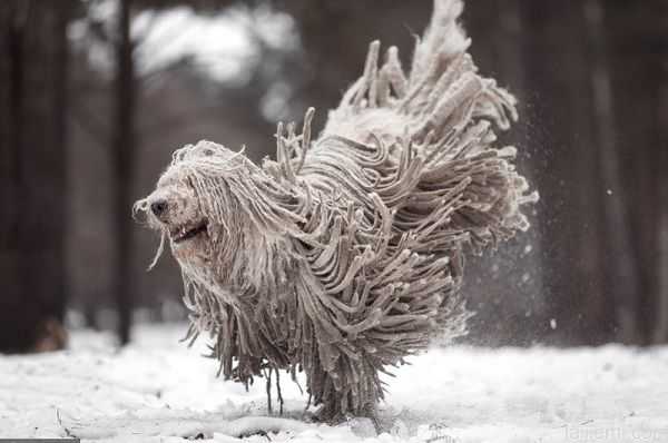 俄罗斯牧羊犬雪地撒欢秒变“拖把”560 / 作者:UFO来啦 / 帖子ID:66400