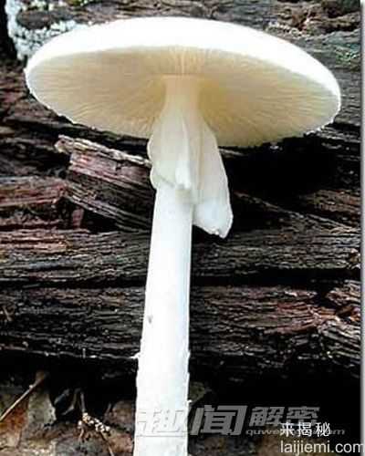 危险！盘点地球上16种致命杀手979 / 作者:UFO来啦 / 帖子ID:62476