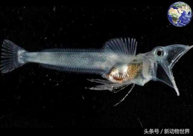 鳄冰鱼：一种纯透明的神奇鱼类，皮肤内脏包括血液都是透明的625 / 作者:UFO外星人爱好者 / 帖子ID:60542