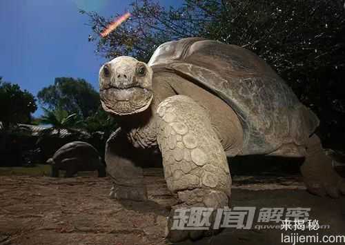 奇趣动物：非洲国宝“神龟”如同小坦克600 / 作者:UFO外星人爱好者 / 帖子ID:59338