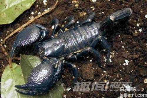 夺命杀手！自然界中十大最毒的动物1 / 作者:UFO来啦 / 帖子ID:63450