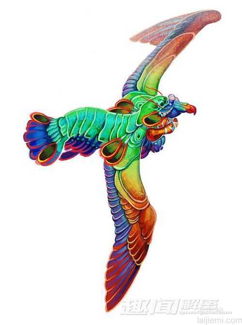 人类设想杂交生物-蜘蛛迅猛兽和飞鼠狼302 / 作者:UFO外星人爱好者 / 帖子ID:59979