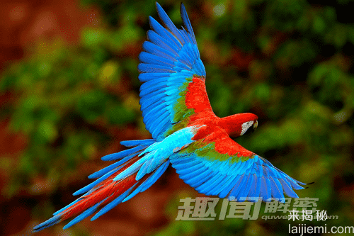 鹦鹉为什么会巧舌说“人话”？350 / 作者:UFO外星人爱好者 / 帖子ID:60525