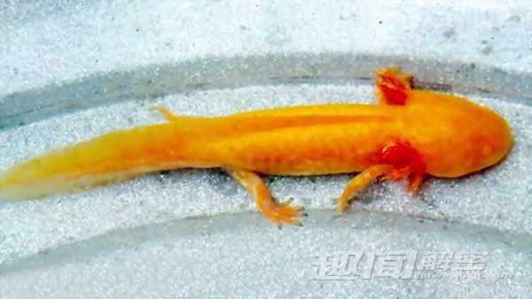 揭秘！凶猛“水怪”水虎鱼能吃掉鳄鱼708 / 作者:UFO来啦 / 帖子ID:64019