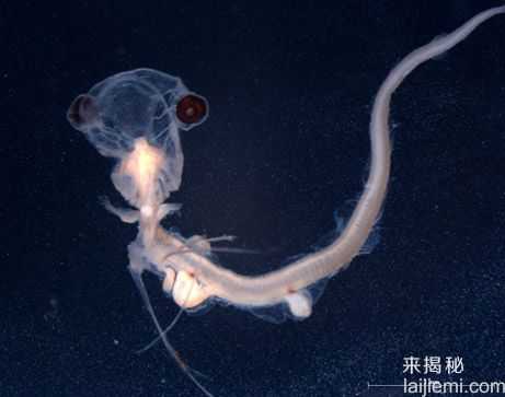 世上最怪异的动物：幽灵鲨和“吸血鬼”161 / 作者:UFO来啦 / 帖子ID:61349