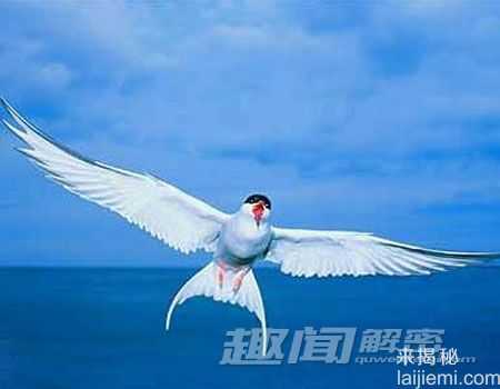 盘点那些鲜为人知的动物奇闻763 / 作者:UFO来啦 / 帖子ID:65199