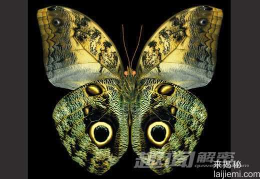 全球八大最美最奇特蝴蝶 8-8蝴蝶797 / 作者:UFO来啦 / 帖子ID:62196