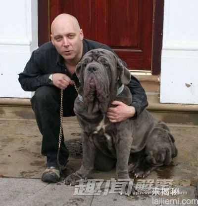 现实太令人震惊！盘点世界顶级恶犬684 / 作者:UFO来啦 / 帖子ID:64948