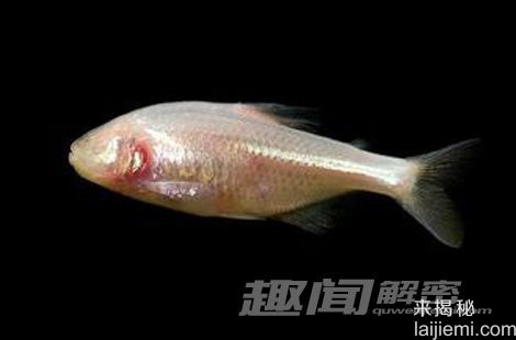 生命的奇迹：八大无眼睛的逆天动物116 / 作者:UFO来啦 / 帖子ID:64957