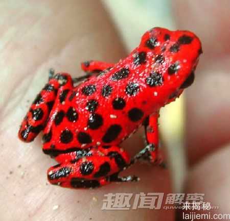 惊艳！盘点自然界十大罕见的红色动物525 / 作者:UFO来啦 / 帖子ID:63818