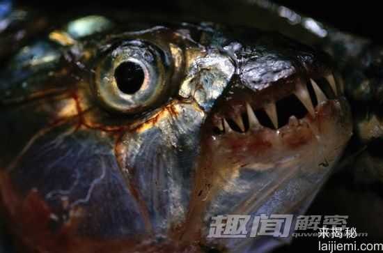令人恐惧13种淡水动物-食人鱼牙齿锋利131 / 作者:UFO来啦 / 帖子ID:62095