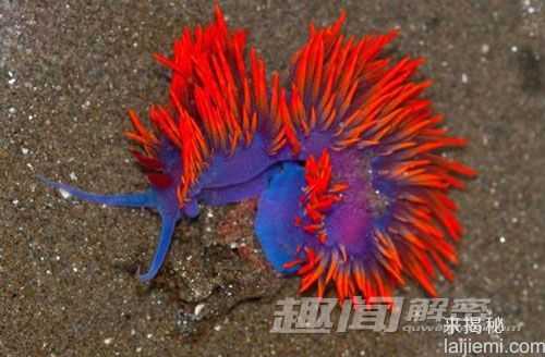裸鳃类生物神奇技能：收集毒素为己所用432 / 作者:UFO来啦 / 帖子ID:65756