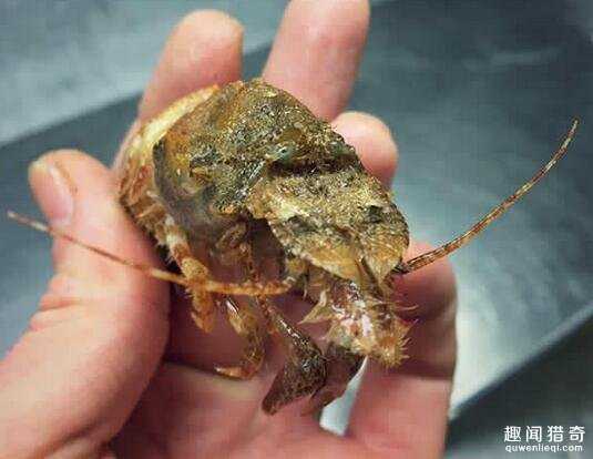 战斗民族渔夫分享了他捕获的各种珍奇深海生物，这根本就是异形吧！927 / 作者:UFO来啦 / 帖子ID:63862