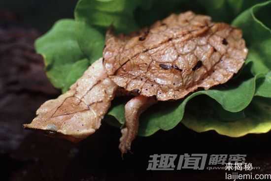 令人恐惧13种淡水动物-食人鱼牙齿锋利241 / 作者:UFO来啦 / 帖子ID:62095