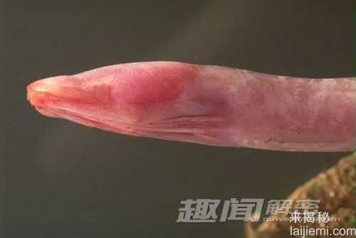 澳大利亚地下发现九种新物种 地下蜗牛219 / 作者:UFO来啦 / 帖子ID:64769