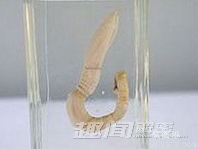 揭秘世界上13种最怪异的虫子824 / 作者:UFO来啦 / 帖子ID:63942
