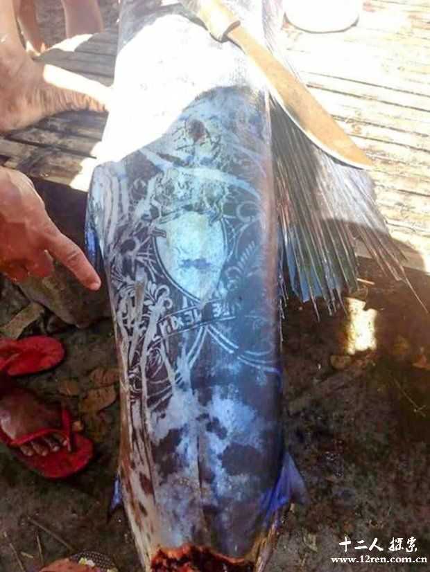 渔民捕获满身文身的大鱼 刺身清晰可见557 / 作者:UFO外星人爱好者 / 帖子ID:58483