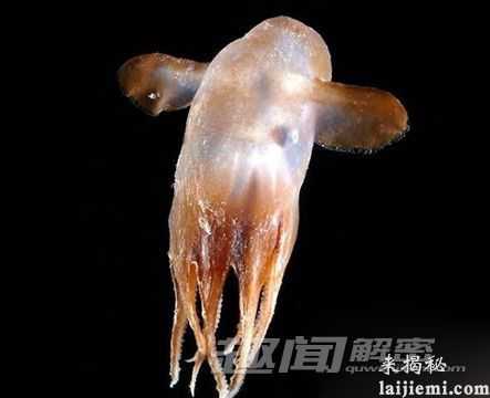 神奇！科学家在大西洋底部发现“小飞象”198 / 作者:UFO来啦 / 帖子ID:65292