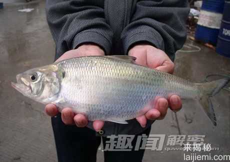 盘点：地球上真实存在的11种食人水兽897 / 作者:UFO来啦 / 帖子ID:65229