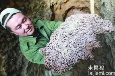 男子挖出巨型蚁穴：活捉30岁蚁后564 / 作者:UFO来啦 / 帖子ID:64981