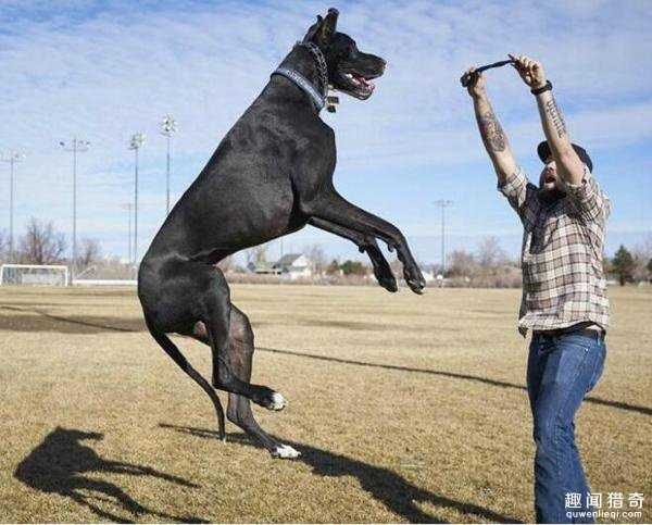 这只大丹犬身高2.1米成世界最高狗!内心却是个爱哭爱撒娇的小公举~603 / 作者:UFO爱好者 / 帖子ID:66927