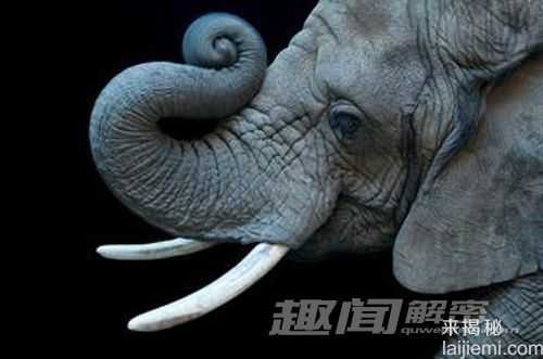 盘点：世界上七大动物保护区256 / 作者:UFO来啦 / 帖子ID:65204