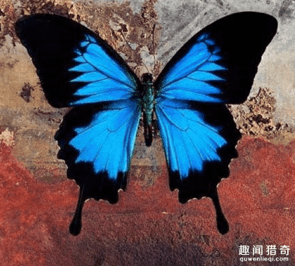 盘点世间罕见蓝色动物，蓝色的蜻蜓你见过没？639 / 作者:UFO外星人爱好者 / 帖子ID:60109
