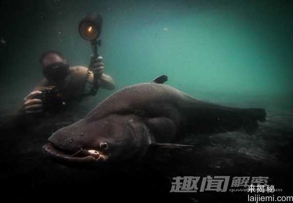 盘点：九大巨无霸淡水鱼680 / 作者:UFO来啦 / 帖子ID:65212
