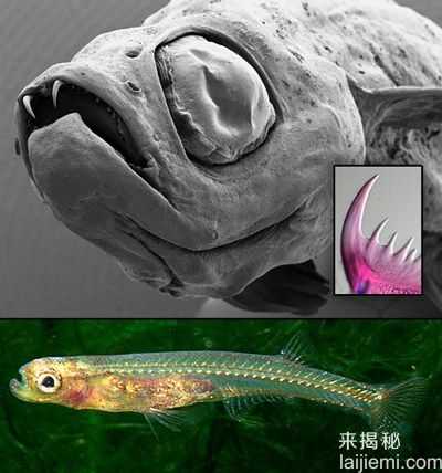 世上最怪异的动物：幽灵鲨和“吸血鬼”4 / 作者:UFO来啦 / 帖子ID:61349