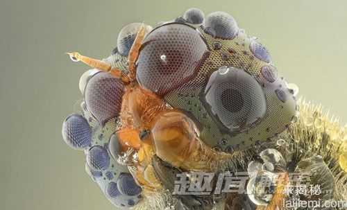 叹为观止的微距摄影：昆虫眼睛如外星来客902 / 作者:UFO外星人爱好者 / 帖子ID:57780