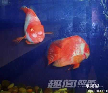 盘点十大杂交动物：狮虎兽太普通了11 / 作者:UFO来啦 / 帖子ID:65128