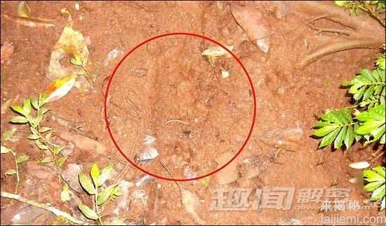 人类未解之谜：印尼神秘“小脚怪”之谜717 / 作者:UFO来啦 / 帖子ID:62063