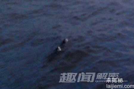 曝光！全球真实拍摄到的水怪照片（图）50 / 作者:UFO来啦 / 帖子ID:64175