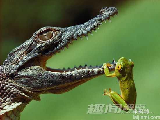 令人恐惧13种淡水动物-食人鱼牙齿锋利188 / 作者:UFO来啦 / 帖子ID:62095