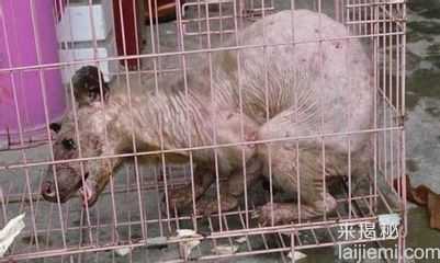 你这辈子都没机会见到的神秘生物953 / 作者:UFO来啦 / 帖子ID:62145