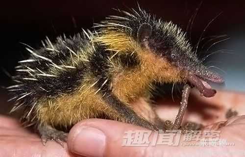 闻所未闻！地球上那些稀奇古怪的动物157 / 作者:UFO来啦 / 帖子ID:66024