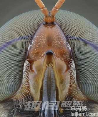 叹为观止的微距摄影：昆虫眼睛如外星来客202 / 作者:UFO外星人爱好者 / 帖子ID:57780