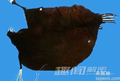 盘点：格陵兰岛的8种怪异外来深海物种268 / 作者:UFO来啦 / 帖子ID:65236