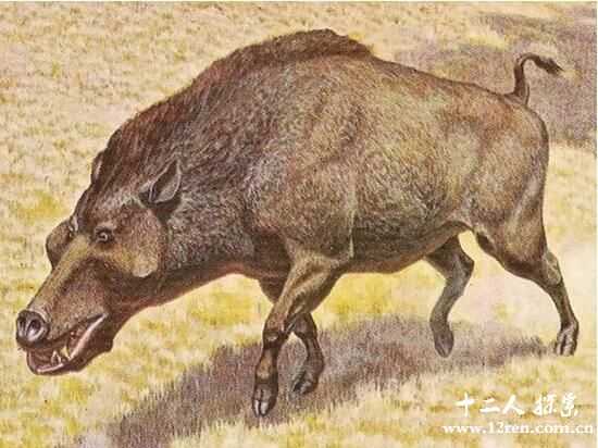 生活在古近纪的巨猪，比野牛还凶猛(因智商低而灭绝)689 / 作者:UFO来啦 / 帖子ID:64962