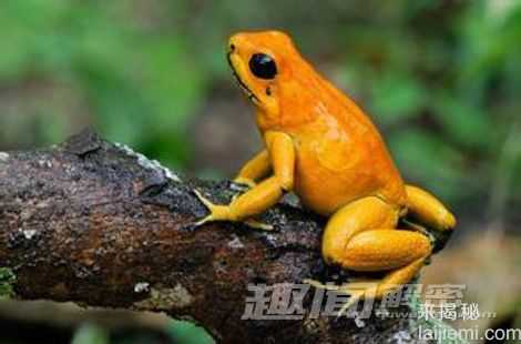 镀金家族：盘点动物界中金光闪闪的新物种933 / 作者:UFO来啦 / 帖子ID:65997