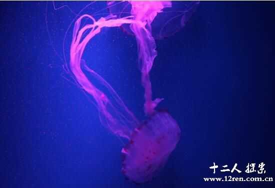 僧帽水母：毒性巨大，蜇一口会导致休克191 / 作者:UFO来啦 / 帖子ID:62208