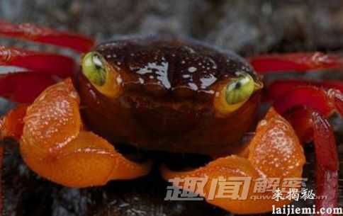 揭秘：自然界最神秘的八大“吸血鬼”动物893 / 作者:UFO外星人爱好者 / 帖子ID:60208
