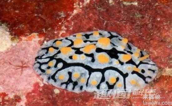 惊奇！世界十大奇异动物排名278 / 作者:UFO外星人爱好者 / 帖子ID:60118