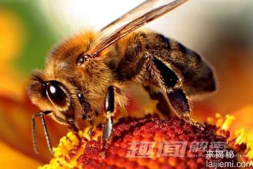 大开眼界！盘点10种身怀绝技的昆虫982 / 作者:UFO来啦 / 帖子ID:63343