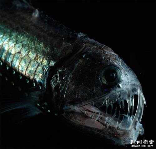 海底恐怖怪鱼大盘点：你见过几个？21 / 作者:UFO外星人爱好者 / 帖子ID:58883