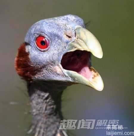 最怪异的鸟：华丽军舰鸟喉囊袋酷似气球352 / 作者:UFO来啦 / 帖子ID:64216