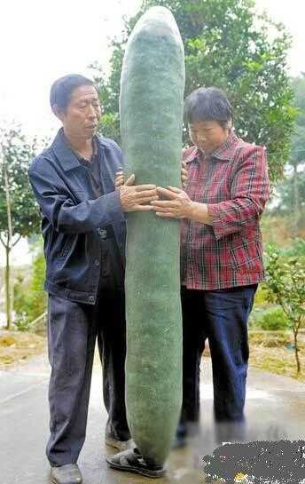 盘点：那些成精的巨型蔬菜900 / 作者:UFO来啦 / 帖子ID:65243